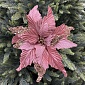 Цветок на клипсе 28 см House of Seasons Пуансеттия лососевый